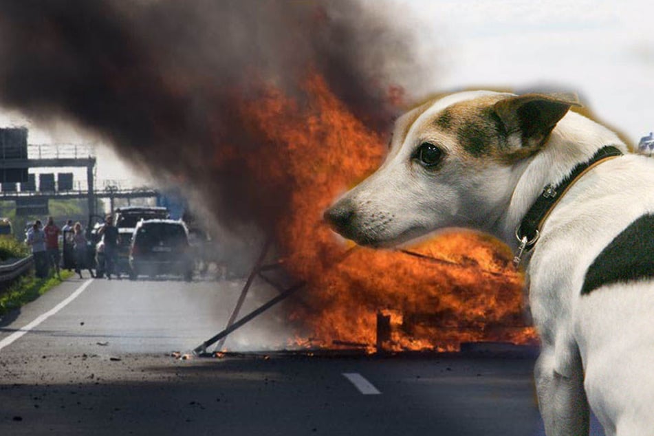 Am Mittwochmorgen fing ein Laster auf der A9 Feuer. Der Lkw hatte Hundefutter geladen. (Symbolbild)