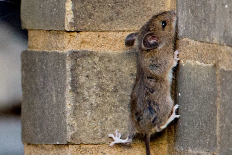 Im Mainzer Hauptbahnhof wurde die Maus zwischen dem Essen gefunden. (Symbolbild)