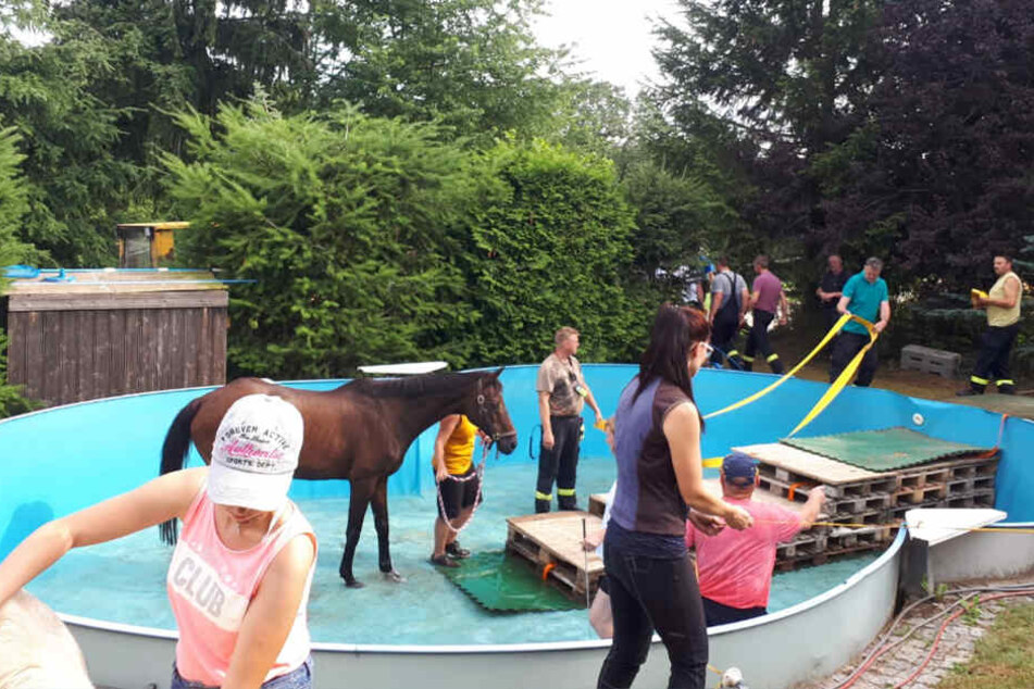 In Rosenbach stand ein Pferd im Pool! Zur Rettung baute die Feuerwehr eine Treppe aus Paletten.