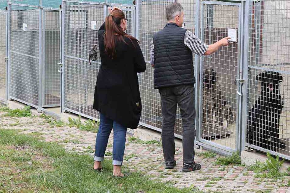 Die Stadträte sahen sich die Haltungsbedingungen der in Vielau lebenden Tiere
- wie hier die Hundezwinger - ganz genau an.