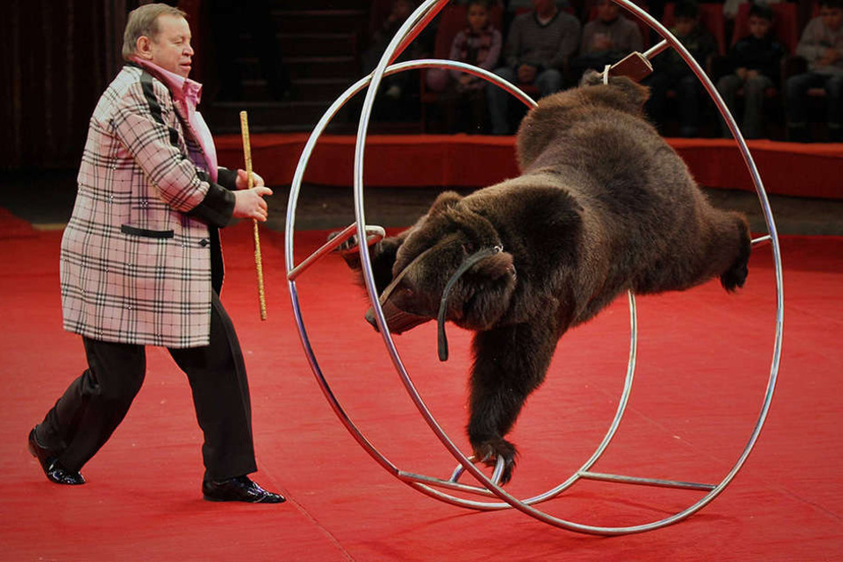 Braunbär Ben musste nach einem Gerichtsprozess nicht mehr zurück in den Zirkus. (Symbolbild)