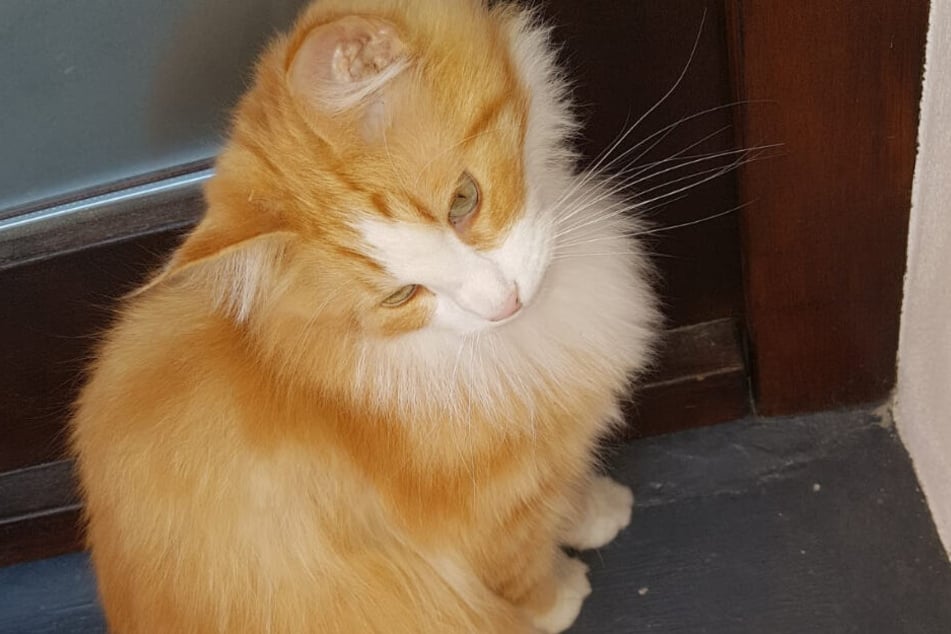 Die Streifzüge von Kater Siggi haben ein gerichtliches Nachspiel, das vielen wie eine Posse anmutet.