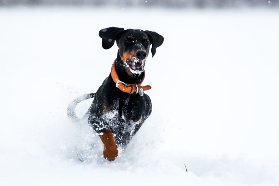 Beim winterlichen Spaziergang mit dem Hund sollten Halter darauf achten, dass das Tier immer in Bewegung bleibt, sonst droht eine Unterkühlung.