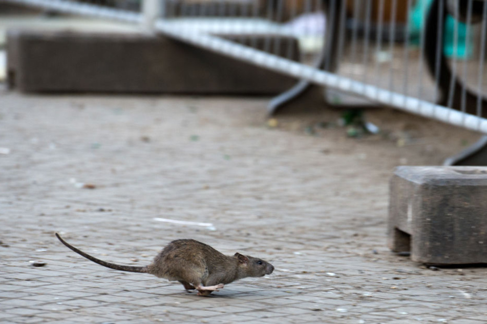 Eine Ratte läuft, aufgeschreckt durch die Aufräumabeiten der Berliner Stadtreinigung (BSR), über den Gehweg.