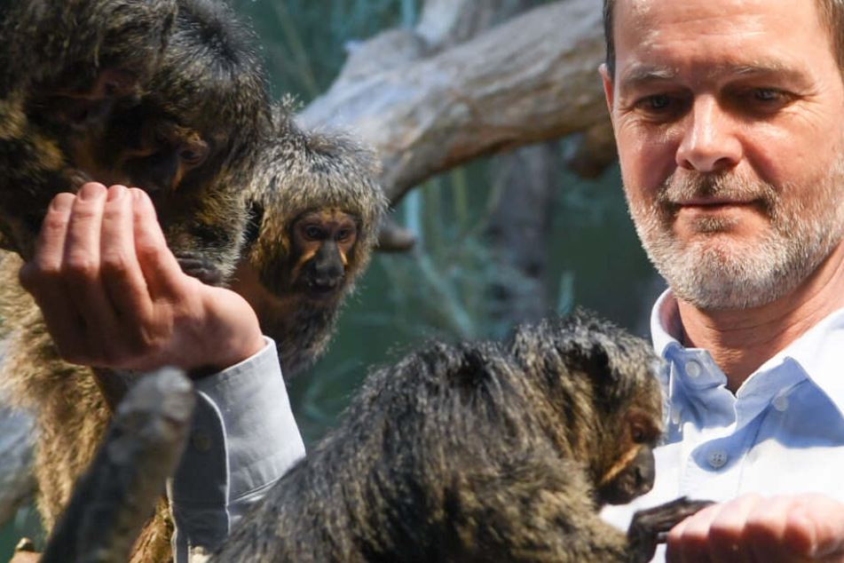 Die Aufnahme aus dem Jahr 2018 zeigt den heutigen Frankfurter Zoodirektor Miguel Casares zusammen mit einigen Weißkopfsakis.
