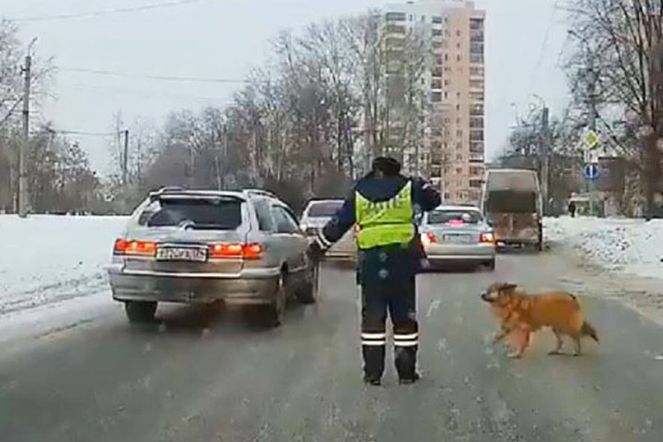 Der russische Polizist hält dem Hund den Weg frei.