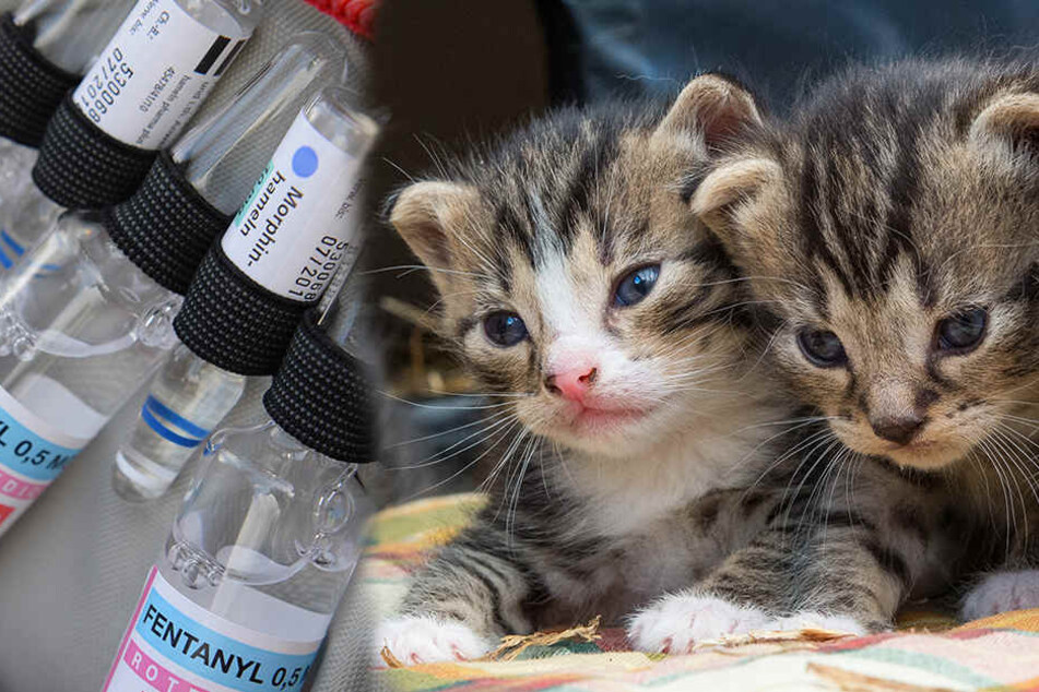 Mit einer perfiden Giftmischung werden die Katzen getötet. (Symbolbilder)