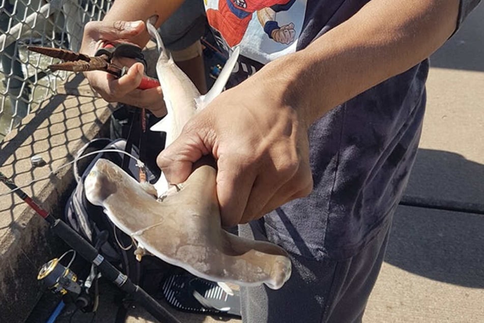 Der unbekannte Angler schlitzte den hilflosen Hammerhai auf.