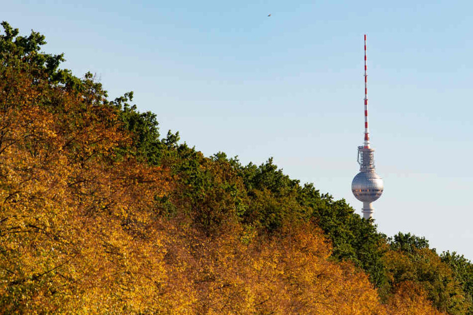 Herbstlich bunt strahlen die Blätter an den Bäumen auf der Straße des 17. Juni. Im Hintergrund ist der Fernsehturm zu sehen.