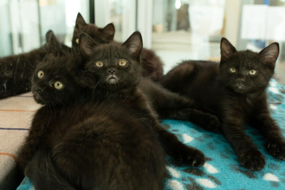 14 Katzenbabys mussten gerettet werden.