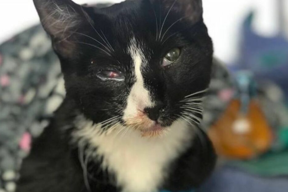 Das arme Kätzen Poppy einige Tage nach dem Unfall.