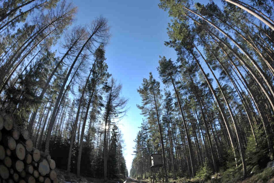 Der Wald im Hessischen Ried braucht dringend Wasser. (Symbolbild)