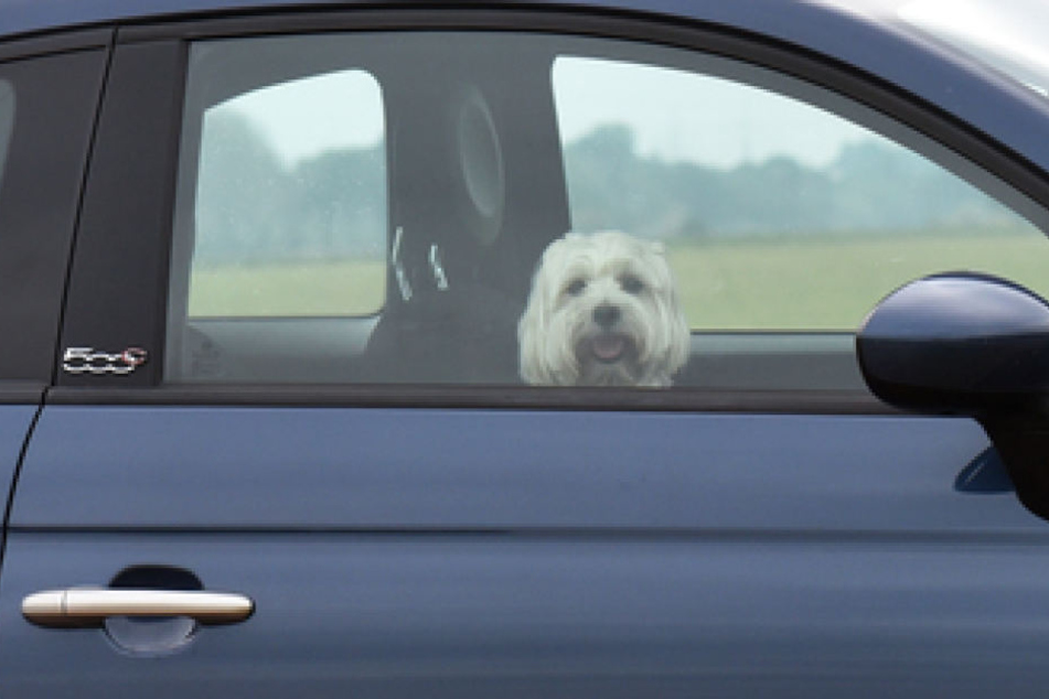 Seinen Hund im Sommer allein im Auto zu lassen, wird schnell zum Verstoß gegen das Tierschutzgesetz. (Symbolbild)