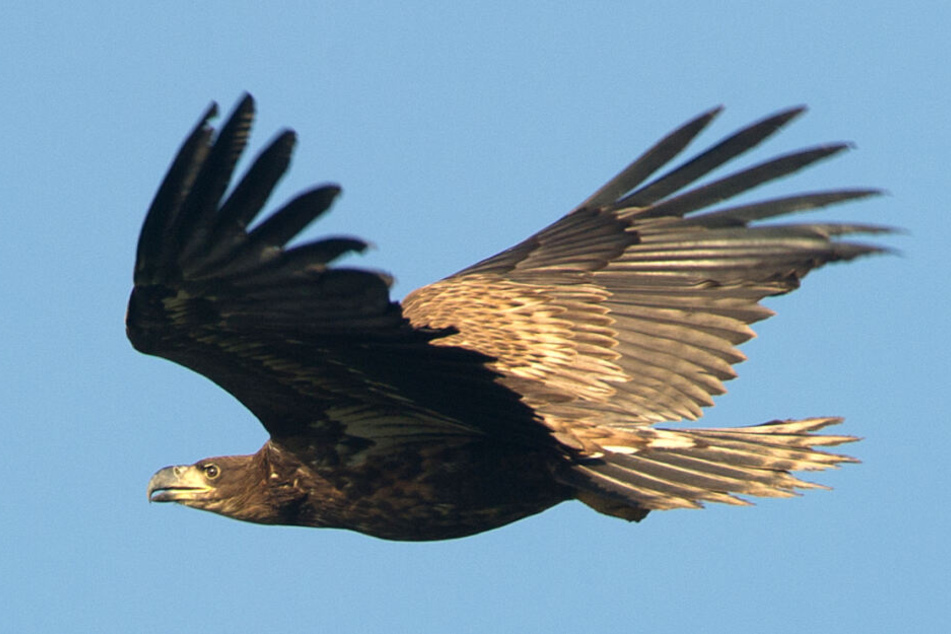 Ein Seeadler gleitet durch die Lüfte. (Archivbild)