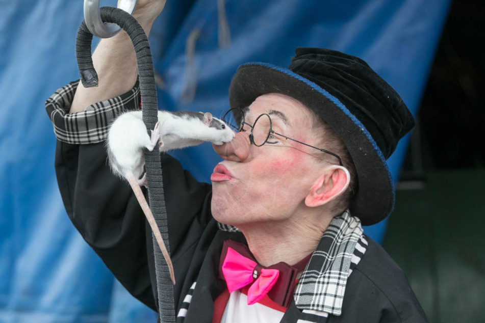 Das erste Tier des Dresdner Weihnachts-Circus ist da: Clown Slobi geht mit
seiner Ratte Barbara spazieren.