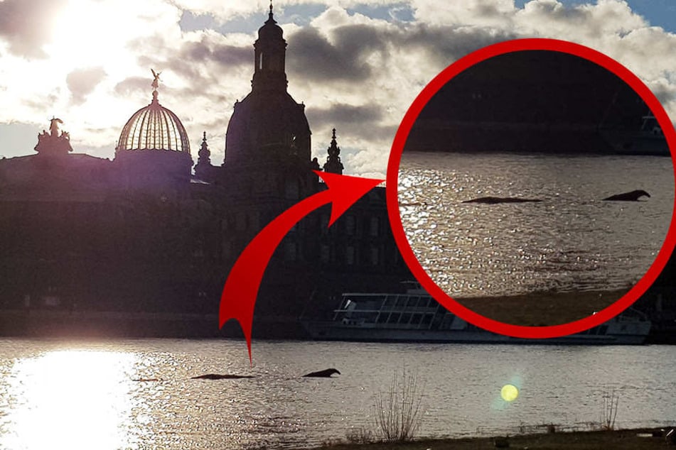 Das "Ungeheuer" tauchte in der Elbe auf.