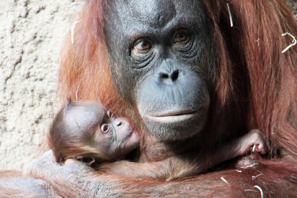 Orang-Utan-Mutter Raja kümmert sich liebevoll um ihren Nachwuchs.