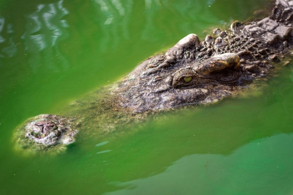 Ein Krokodil attackierte das Kind. (Symbolbild)
