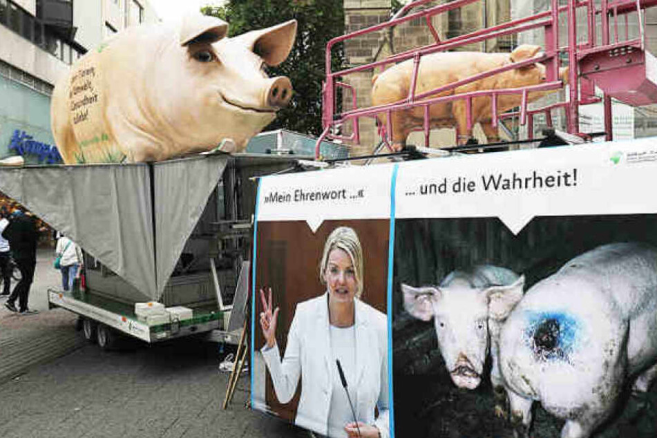 Bildquelle anzeigenTierschützer sind entsetzt über die Zustände in dem Schweinemastbetrieb.