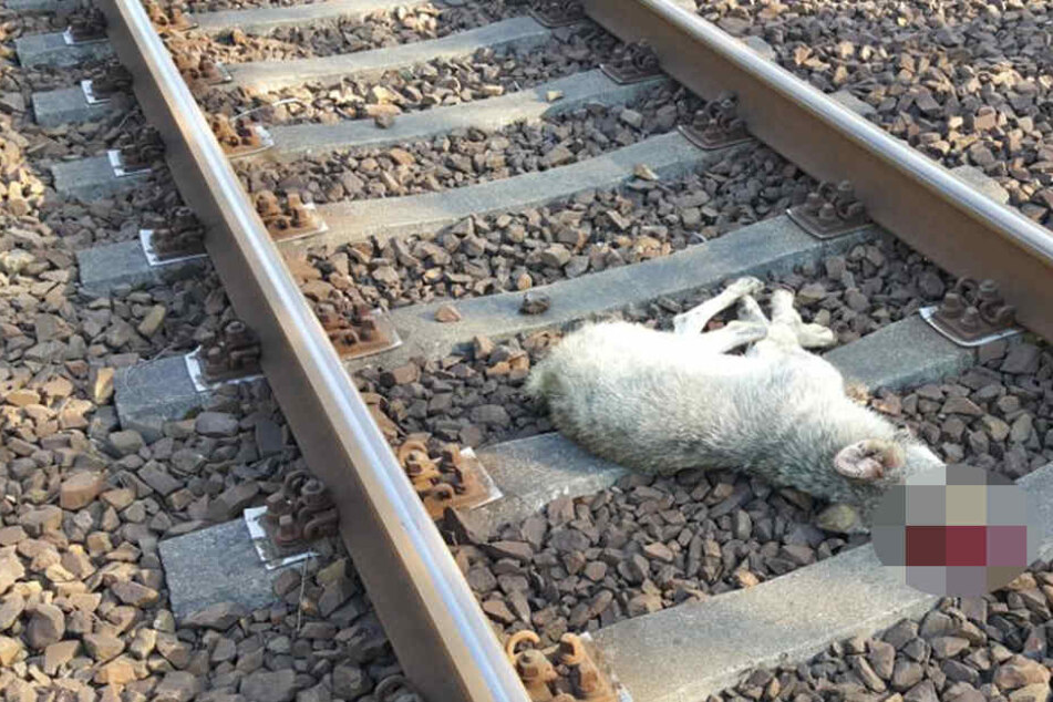 Der Jungwolf wurde wohl von einem Zug überfahren.