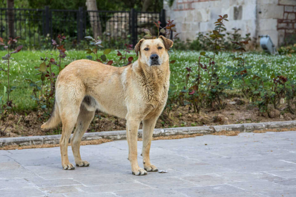 Hund entlaufen? Eine Chemnitzer Facebook-Gruppe hilft bei der Suche nach vermissten Vierbeinern.