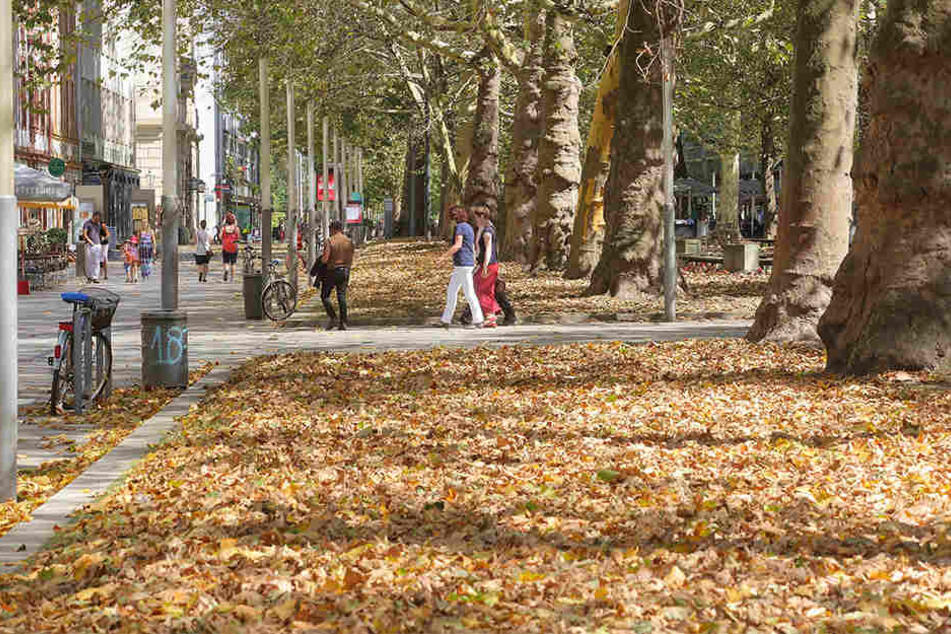 Wegen des Hitze- und Trockenstresses haben die Platanen auf der Hauptstraße bereits auf "Herbst" umgeschaltet.