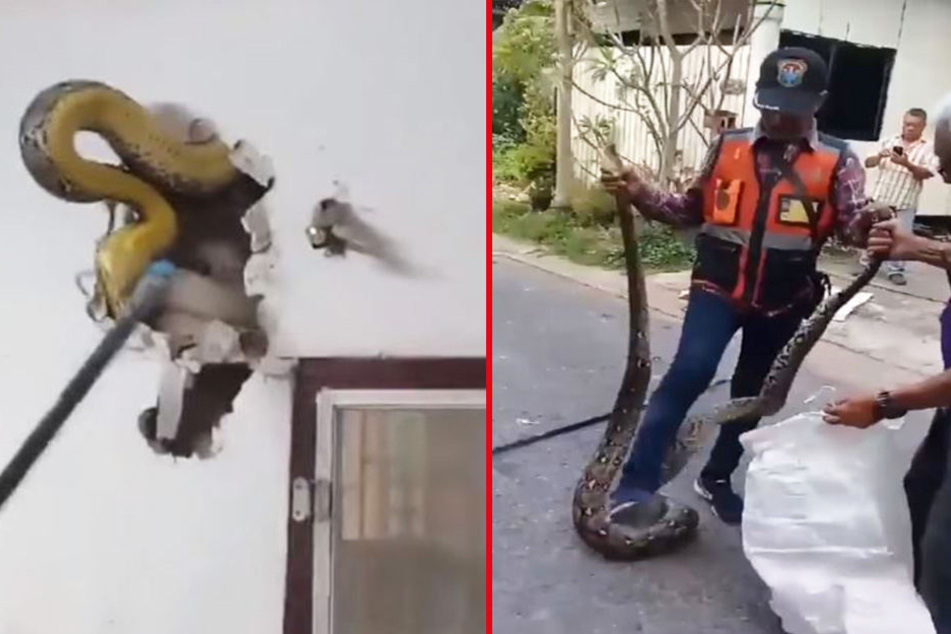 Somchai Subdang (45) hat in der Wand seines Hauses eine Riesen-Python entdeckt.