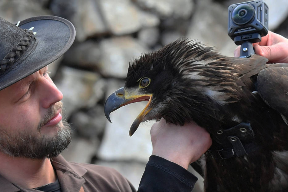 Falkner Hans-Peter Herrmann (34) hat seinem Weißkopfseeadler Manitu (1) eine
360-Grad-Kamera auf den Rücken gebastelt.