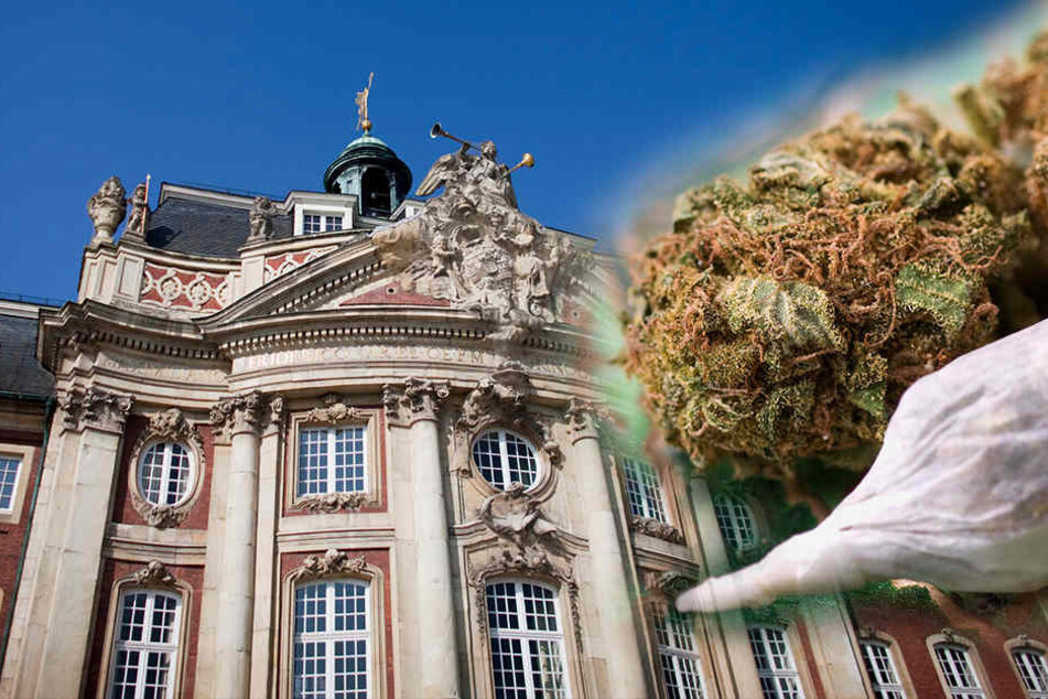 100 Bürger sollten ein Jahr lang mit Gras versorgt werden. Symbolbild)