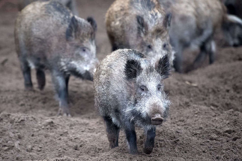 Für Schweine und Wildschweine verläuft die Afrikanische Schweinepest meist tödlich.