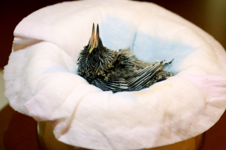 Nur in seltenen Fällen brauchen scheinbar hilflose Jungvögel Hilfe. (Symbolbild)