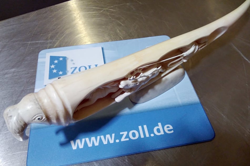 Dem 56-jährigen Reisenden droht nun ein Strafverfahren wegen dem Walrossstoßzahn.