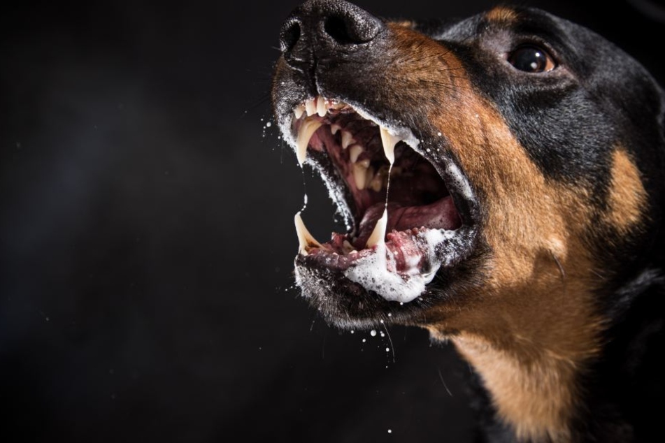 54 Hunde und drei Katzen befanden sich in der Obhut der Tierhalter (Symbolbild).