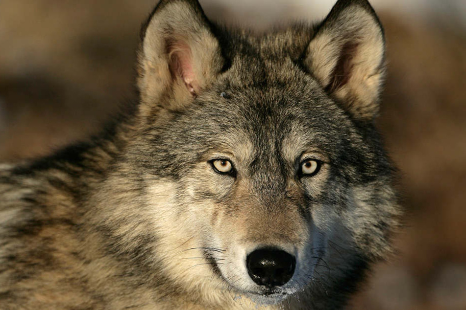 Der Wolf war bei einem Verkehrsunfall getötet worden. (Symbolbild)