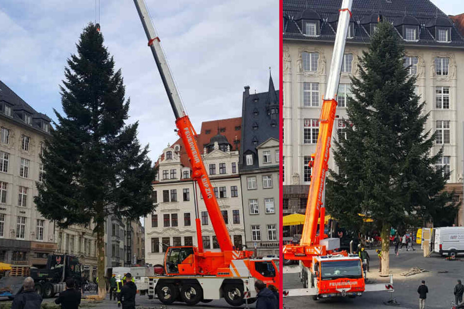 Nach all den Fichten endlich eine Tanne! Nachdem der Weihnachtsbaum dekoriert wurde, bleibt er bis zum 2. Januar 2019 auf dem Leipziger Marktplatz stehen, bevor er als Nutzholz der holzverarbeitenden Wirtschaft zugeführt wird.