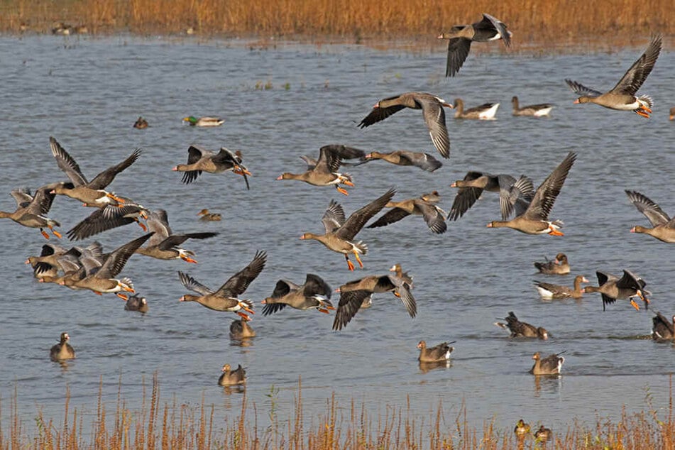 Bevor die Vögel in Richtung der Niederlande weiterfliegen, machen sie in NRW Rast.