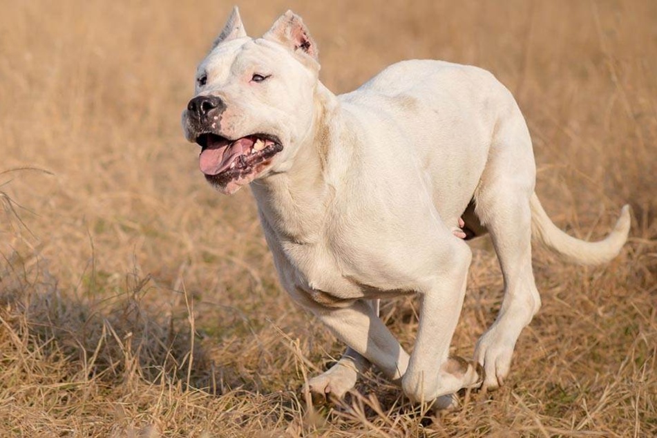 Zwei argentinische Doggen haben ihren 28-jährigen Besitzer gebissen und schwer verletzt. (Symbolbild)