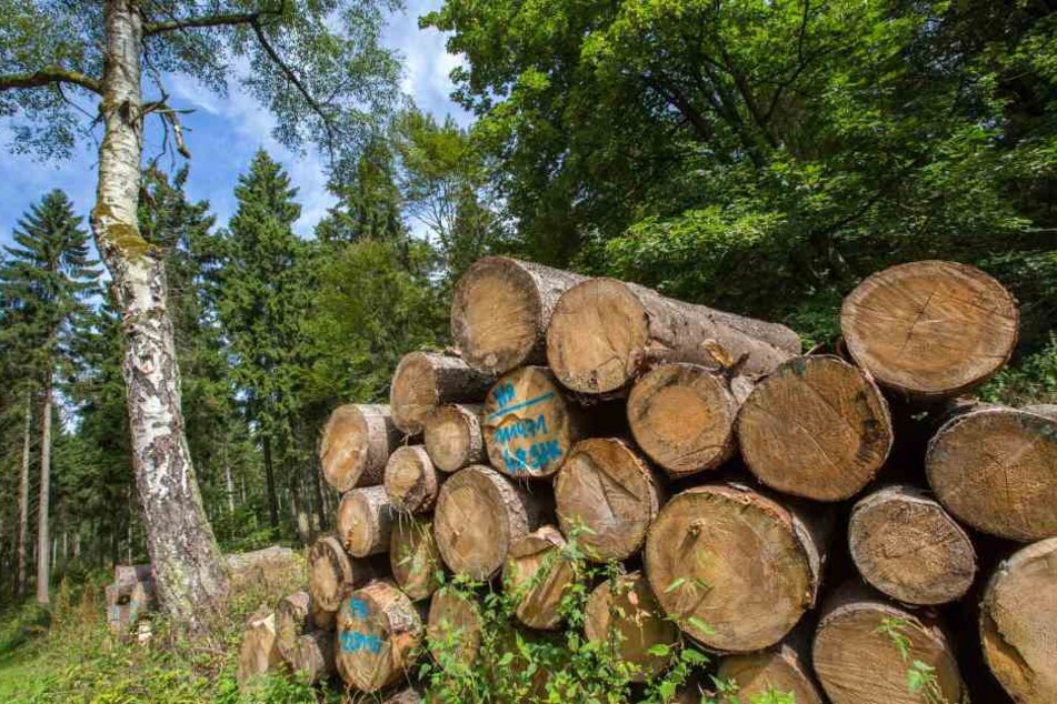 Immer weniger geschützte Waldflächen werden in Hessen gerodet. (Symbolbild)