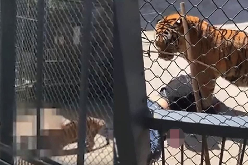 Der Tiger rastete aus, wie Bilder aus chinesischen Netzwerken zeigen.