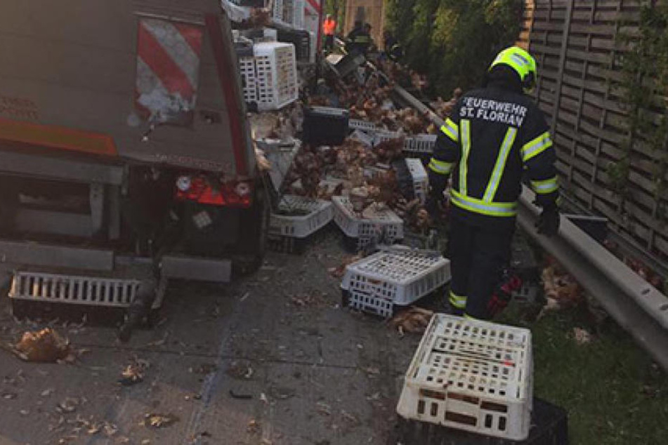 Die Einsatzkräfte waren stundenlang beschäftigt, die Hühner wieder einzufangen.