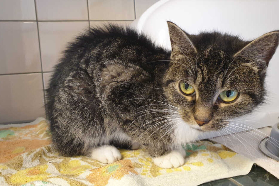 Katzendame "Paloma" überlebte in der Wohnung ihres toten Herrchens.