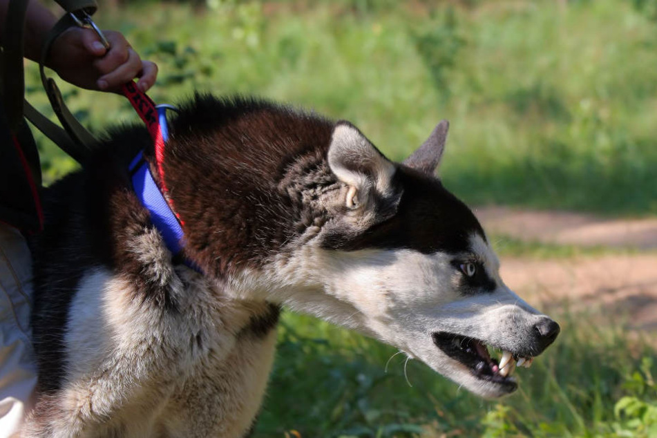 Die beiden Hunde knurrten sich an und fletschten die Zähne. Deren Besitzer gingen dann in die Offensive über.