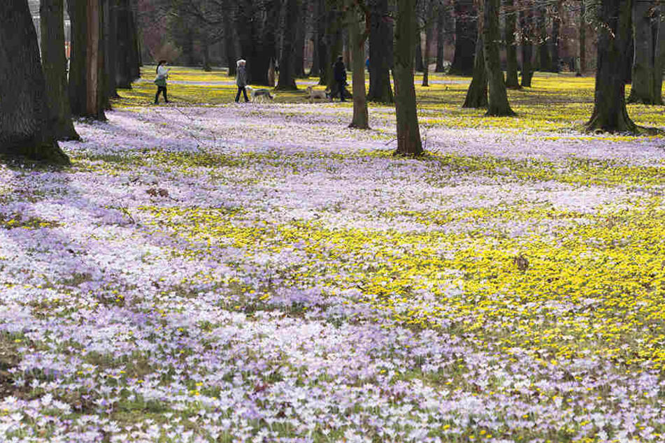 Die ersten Winterlinge und Krokusse fangen bereits an zu blühen.