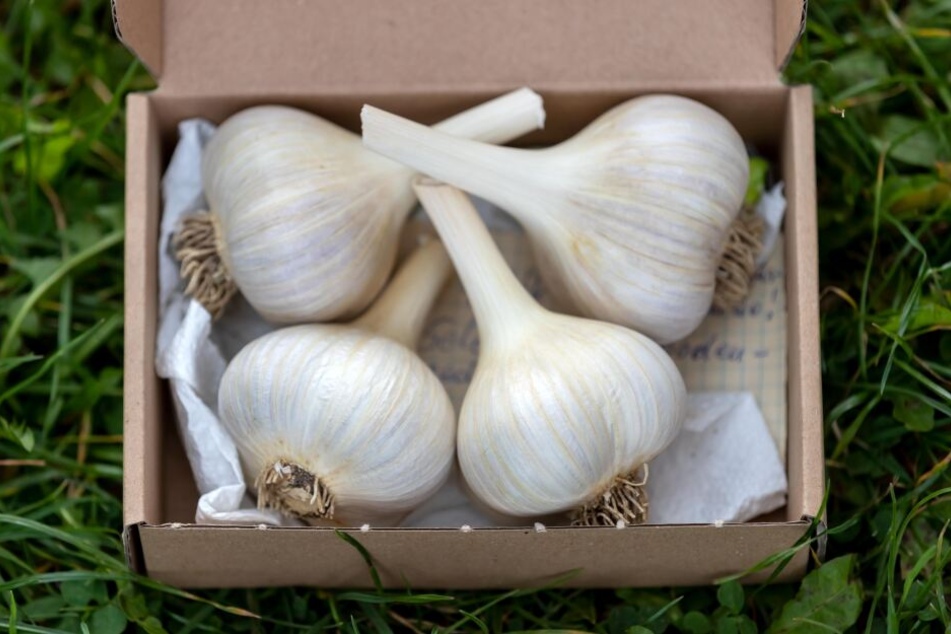 Knoblauch wird auch oft in der Medizin verwendet.