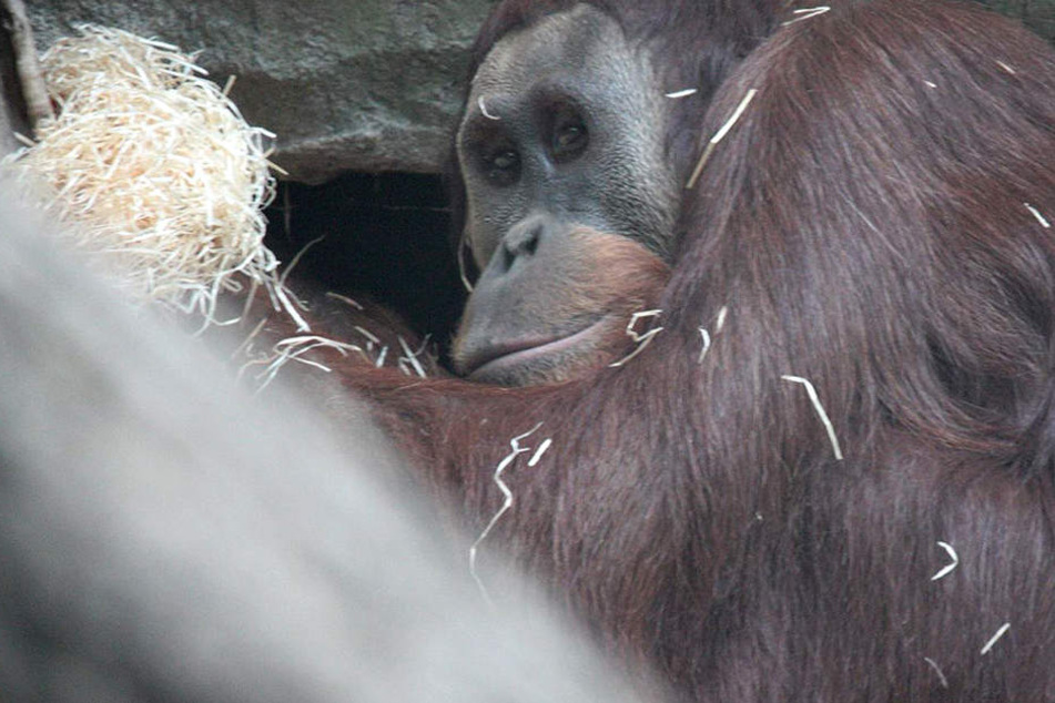 Kembali, der neue Orang-Utan-Mann in Frankfurt.