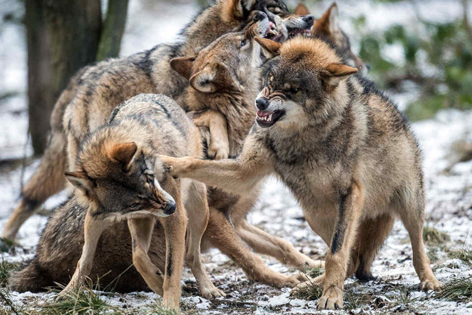 In Brandenburg darf man künftig Wölfe in Ausnahmefällen erledigen.