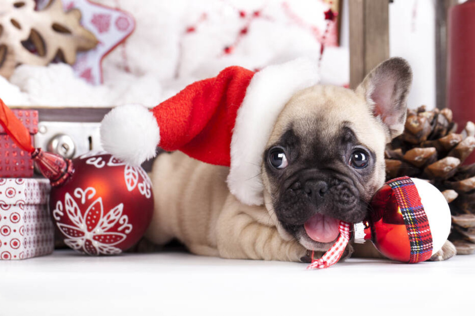 Viele Tierheime stoppen aktuell die Vermittlung von Tieren, damit sie nicht zu Weihnachtsgeschenken werden. (Symbolbild)