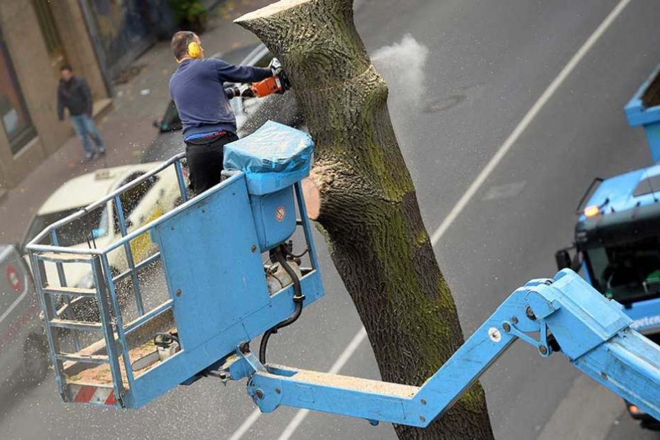 Straßenbäume sollen künftig nicht mehr so einfach gefällt werden dürfen.