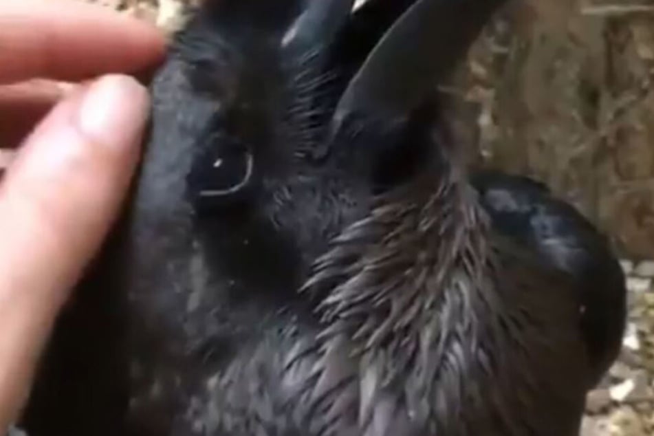 Kaninchen oder Krähe? Das ist hier die Frage...