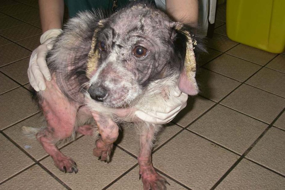 Biscuit auf einem schockierenden Foto der RSPCA.